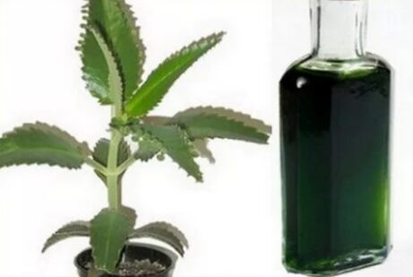 Tintura de Kalanchoe